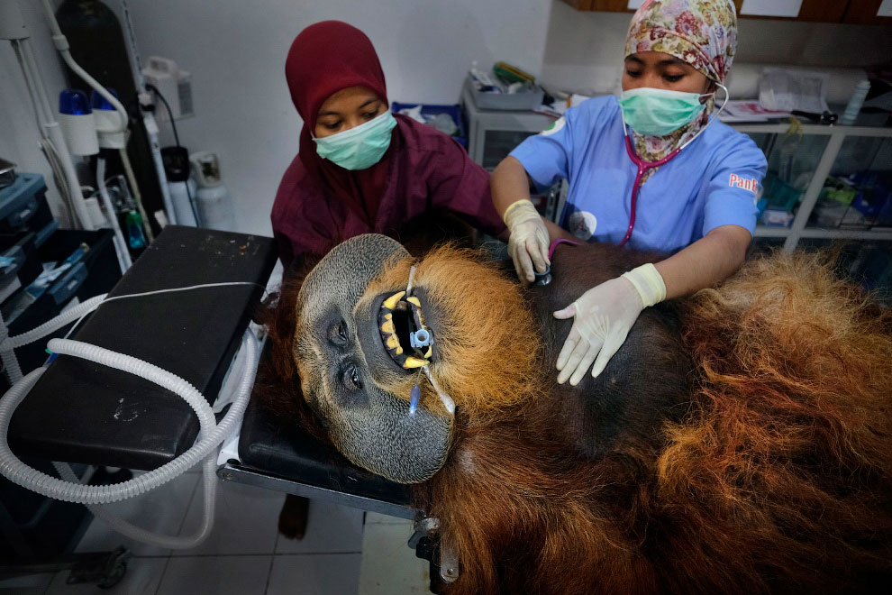 Saving Orangutans