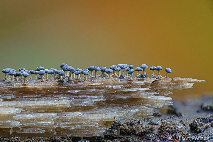 Фотограф делает экстремальные макро-фотографии грибов которые, Элисон, который, иногда, крошечные, миллиметра Это, приводит, захватывающим, фотографиям, Aeruginascens 3, показывают, макромир, наших, фотографирует, лесов1, Comatricha, Nigra 2, Chlorociboria, Когда, Didymium