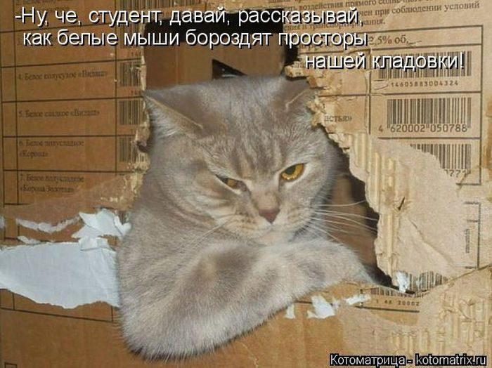 Лучшие котоматрицы за прошедшую неделю