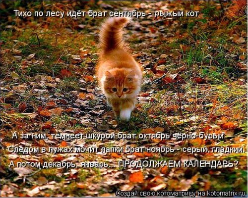 Рыжая котоматрица (12 шт)