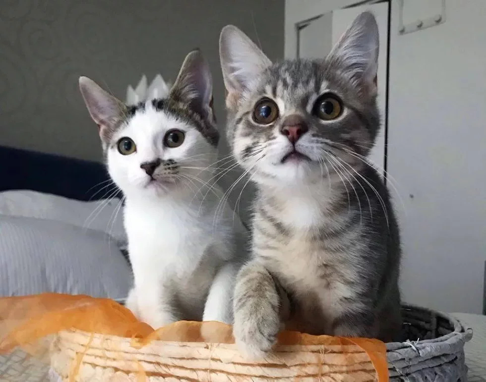 Без кота и жизнь не та