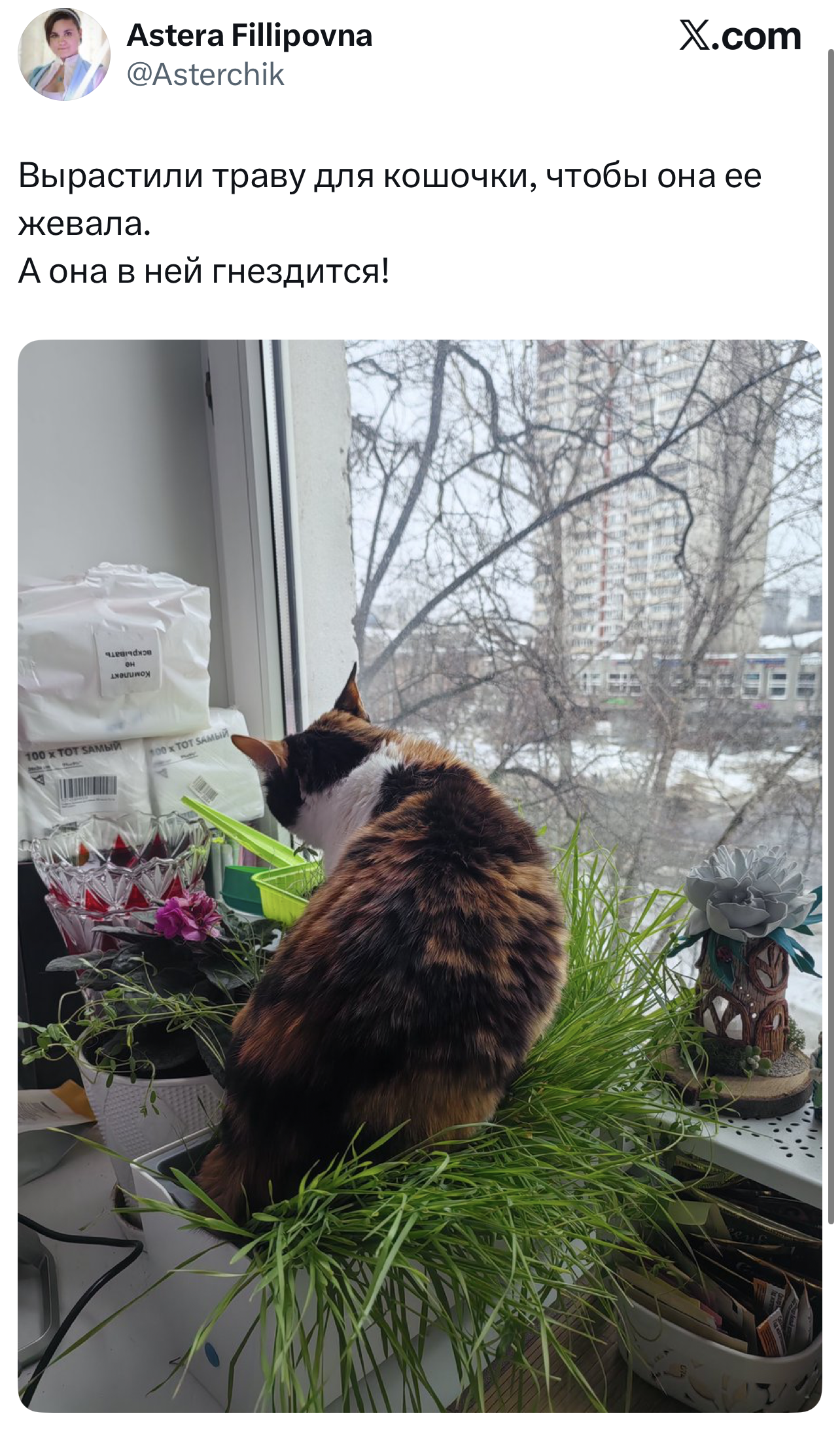 Смешной твит