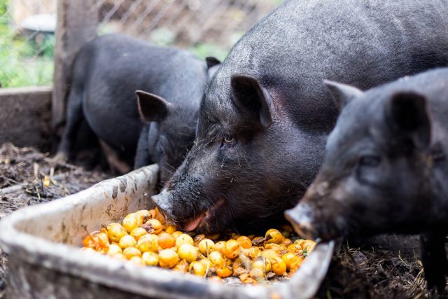 Вьетнамские вислобрюхие свиньи — преимущества породы и особенности содержания свиней, свиньи, вьетнамских, будет, чтобы, нужно, можно, зимой, животных, всего, может, могут, свинки, поросята, давать, сарае, Поэтому, вьетнамские, тогда, быстро