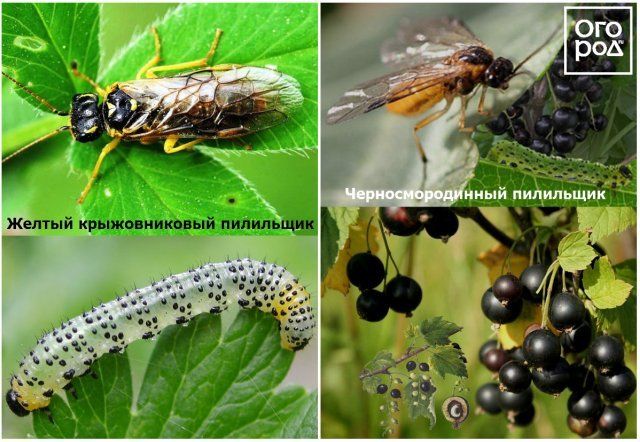 Вредители смородины и крыжовника – фото, описание, чем обработать кусты садоводство