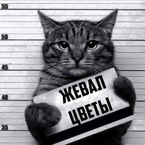 luooS5iSO7E (480x480, 109Kb)