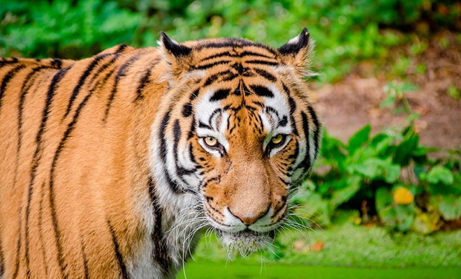 Окрас тигра не сливается с окружающими деревьями, но он невидим для зверей во время охоты. Причина в их зрении