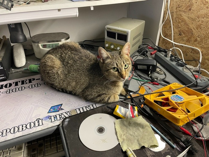 Подслушано... теперь истории про пёселей Подслушано... теперь истории про пёселей