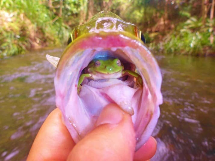 Храбрая лягушка так и не дала рыбе себя проглотить мрачно, мрачные шутки, необычно, необычные картинки, необычные фотографии, природа, пугающе, фото