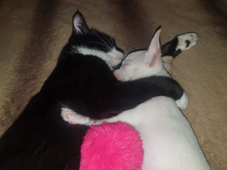 20+ примеров того, как кошки и собаки нашли друг в друге лучших друзей 20+ примеров того, как кошки и собаки нашли друг в друге лучших друзей