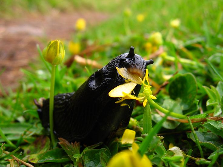 Картинки по запросу get rid of slugs