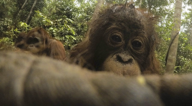 orangutang-ukral-kameru-u-turista-i-sdelal-mnozhestvo-selfi_005