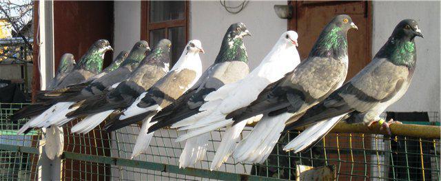 Серпастые голуби: описание, образ жизни, особенности полета
