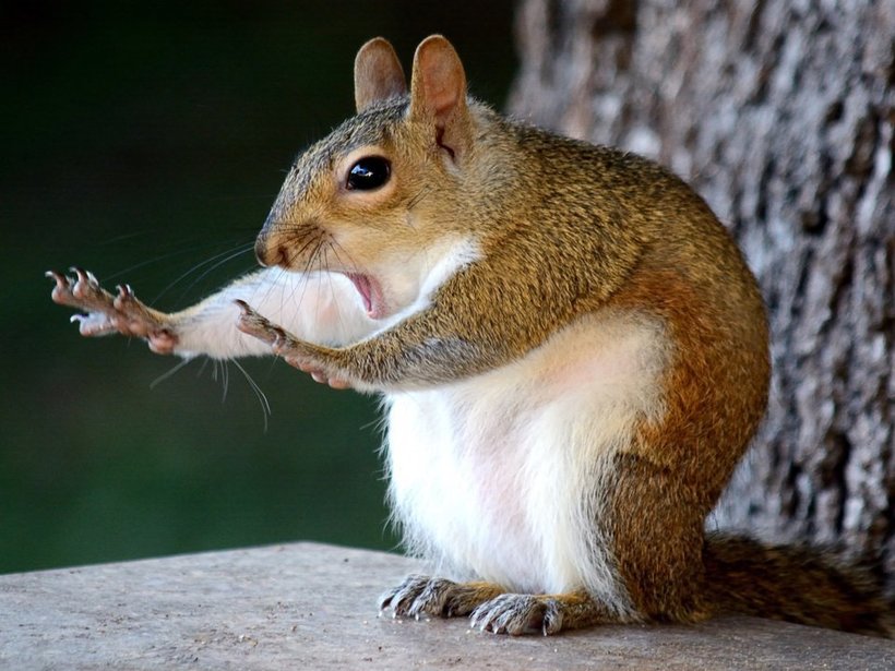 Объявлены победители самого веселого фотоконкурса Comedy Wildlife Photography Awards