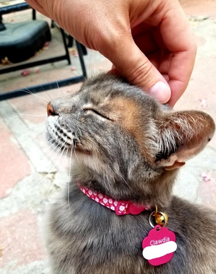 20+ доказательств того, что подарить бездомным животным новую жизнь — бесценно животные,жизнь,общество,приюты