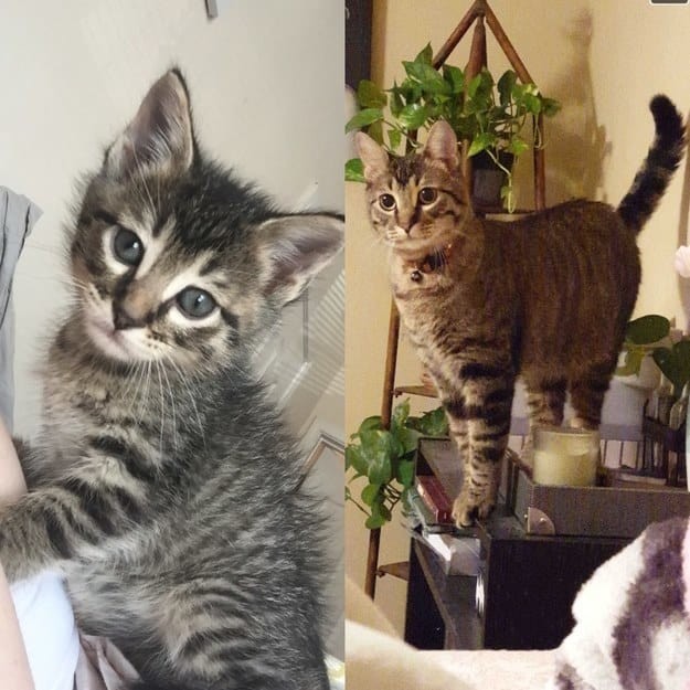 Когда я был котёнком: коты воссоздают свои детские фото до и после, животные, коты, кошки, мило, питомцы, сравнение, фото