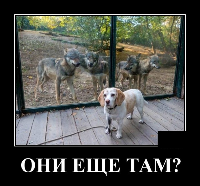 Забавные и веселые демотиваторы для хорошего вечернего настроения демотиваторы свежие,приколы,смешные демотиваторы,юмор