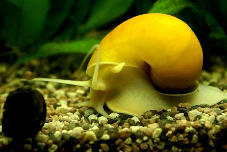 Какие животные убивают больше всего людей? животные