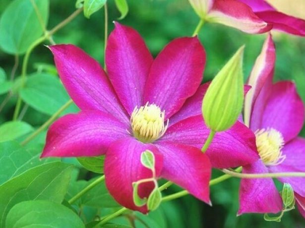 Цветок клематиса Какио