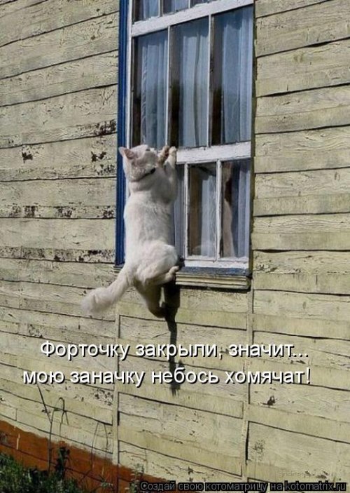 Весёлая котоматрица  смешные картинки