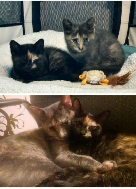 Когда я был котёнком: коты воссоздают свои детские фото до и после, животные, коты, кошки, мило, питомцы, сравнение, фото