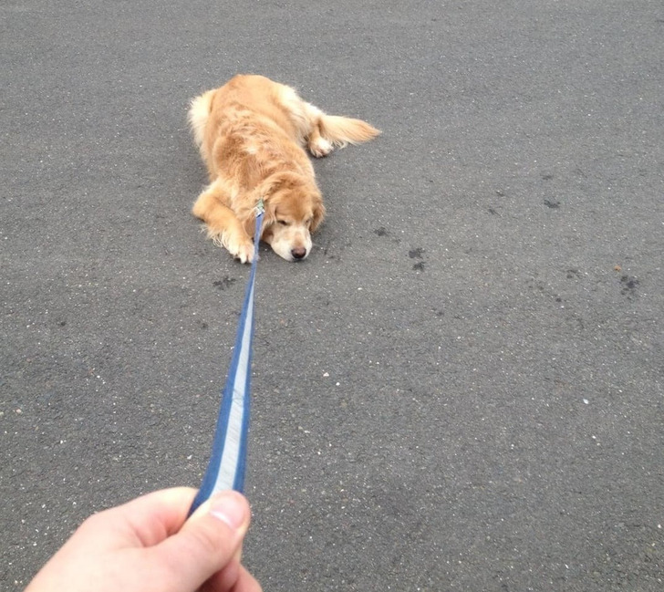 Подслушано... теперь истории про пёселей Подслушано... теперь истории про пёселей