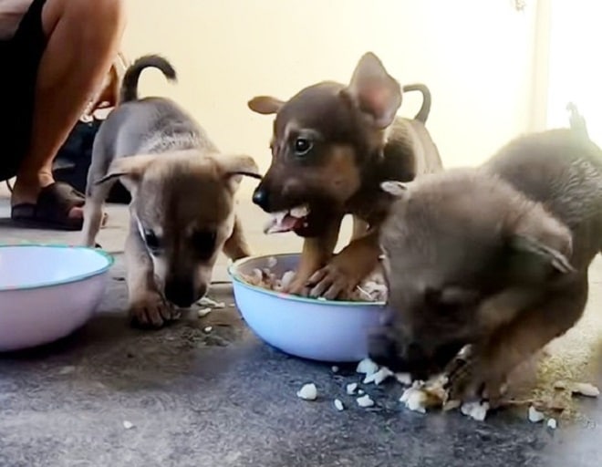 Щенки и еда