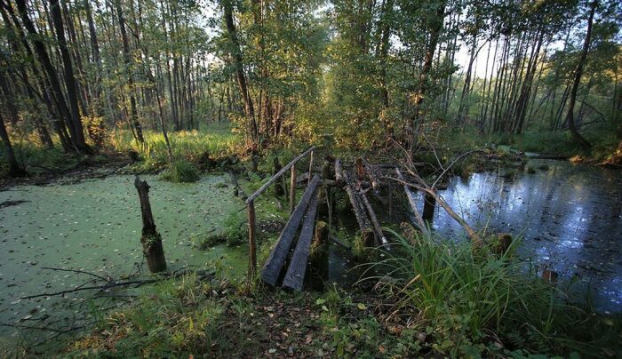 Шушморское урочище. \ Фото: bing.com.