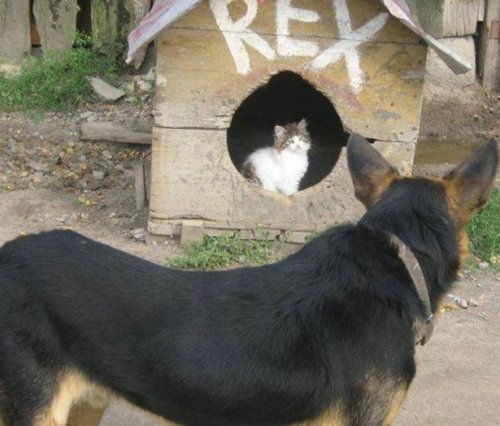 КОТОприколы 