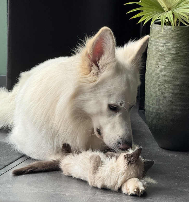 Подслушано... теперь истории про пёселей Подслушано... теперь истории про пёселей