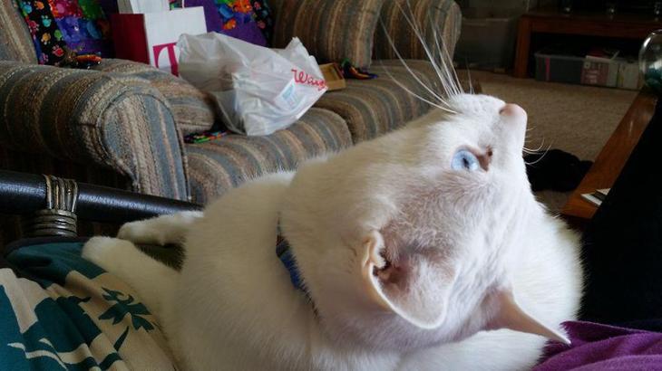 25 животных альбиносов, которым не нужен цвет, чтобы выглядеть круто 25 животных альбиносов, которым не нужен цвет, чтобы выглядеть круто альбиносы,животные,интересное,природа,среда обитания