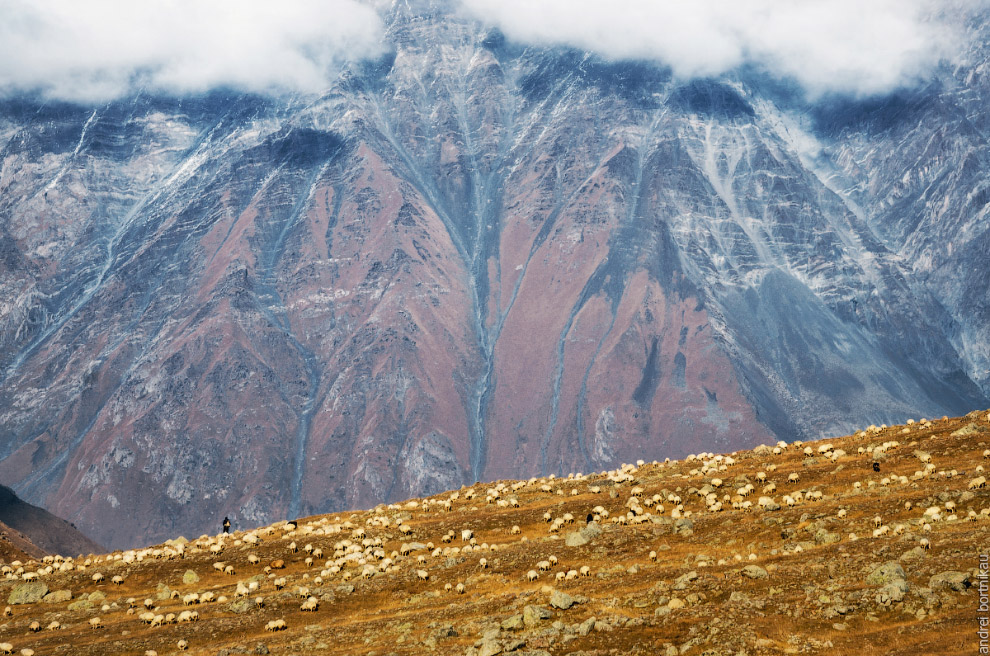 Барашки на фоне горы Куру (3302 м)