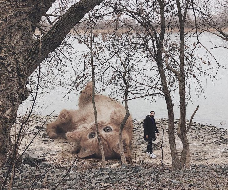 Если бы кошки были большими интересное,кошки,необычное,фотография,фотошоп