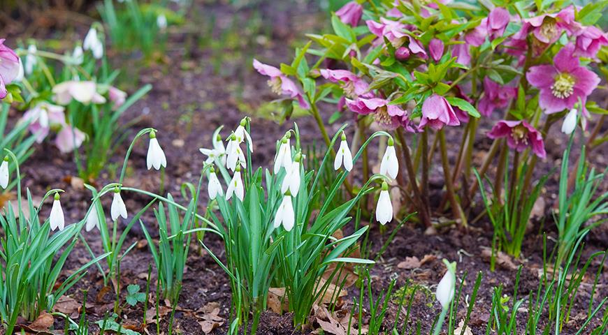 Подснежники: все секреты выращивания от посадки до цветения Galanthus, галантус, подснежника, подснежник, подснежников, Подснежник, МЕСТО, высотой, подснежники, Воронова, зеленые, Эльвеза, природе, белые, белоснежный, Красную, длиной, средней, которые, сожалению