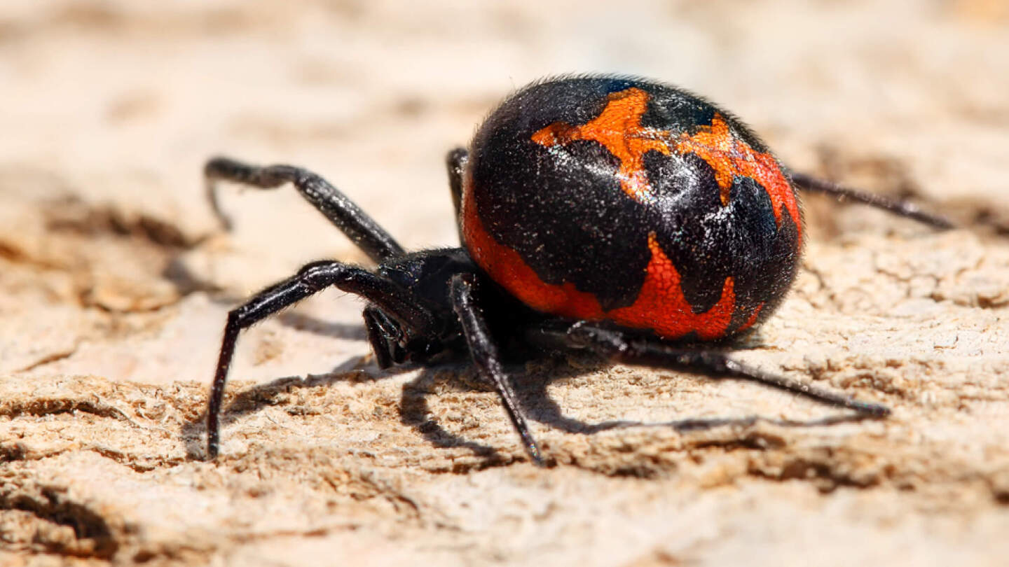 Ядовитые животные России: 10 самых опасных с описанием и фото может, России, смертельно, только, человек, когда, областях, поэтому, весной, гадюки, которые, случае, человека, ядовитое, Поэтому, встретить, укуса, некоторых, которой, опасен