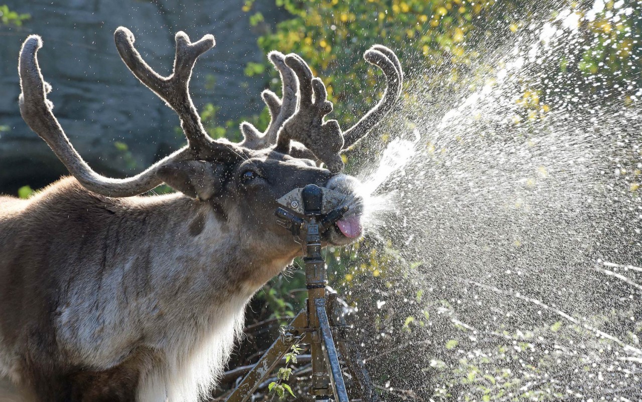 Прикольные олени картинки
