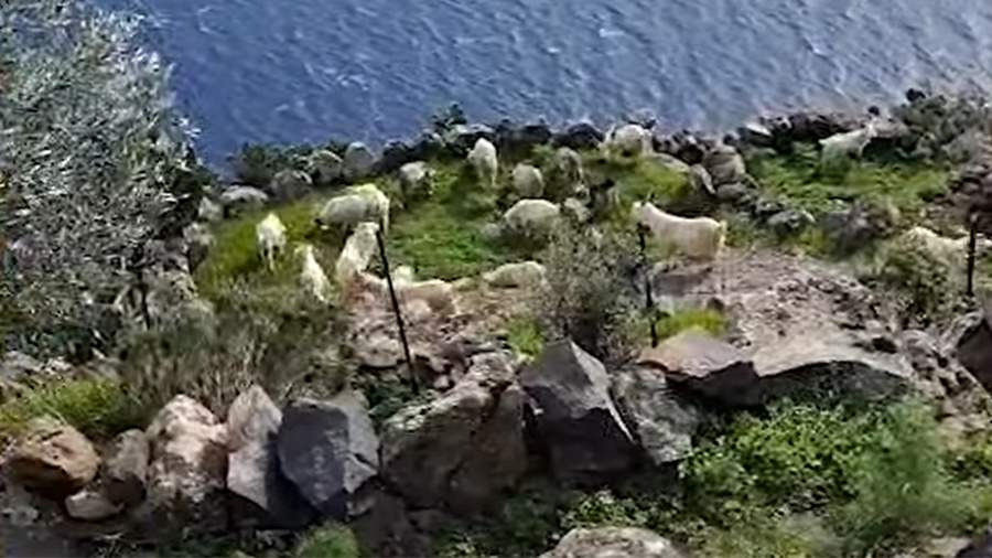 В Италии стали раздавать перенаселивших остров Аликуди диких коз