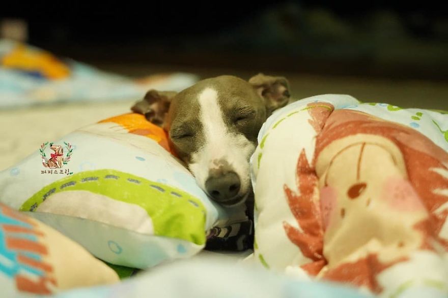 Фотографии спящих щенков в детском саду для собак покорили интернет жизнь,позитив,собаки,фотографии,щенки