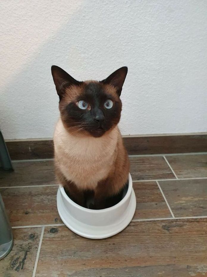 Без кота и жизнь не та