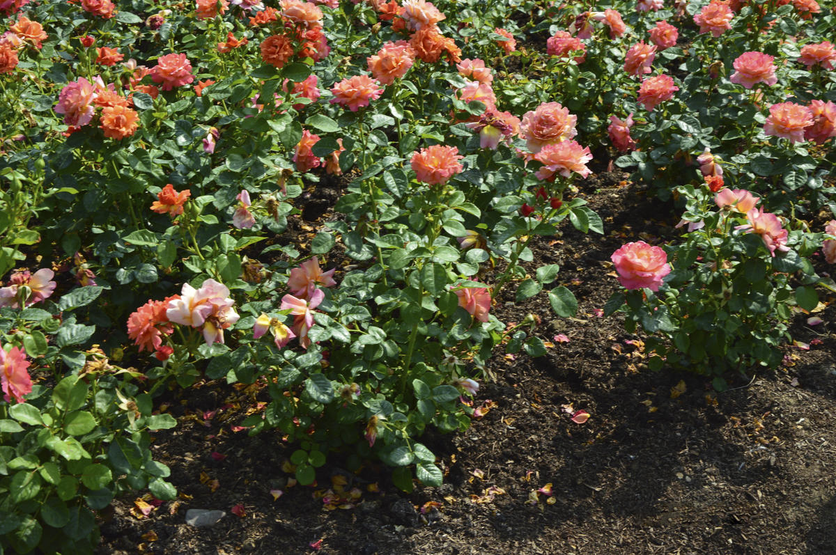 Почему не цветут розы: 7 возможных причин дача,сад и огород,цветоводство