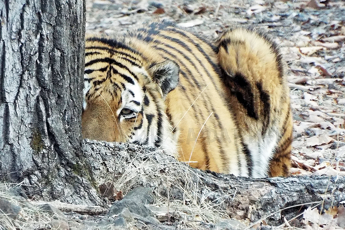 Включи тигриные истории. Приморский сафари парк Шерхан тигр. Тигр Шерхан. Бенгальский тигр Шерхан. Шерхан тигр фото.