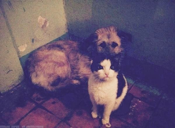 Дружба, которая противоречит законам природы