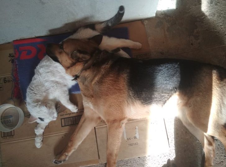 20+ примеров того, как кошки и собаки нашли друг в друге лучших друзей 20+ примеров того, как кошки и собаки нашли друг в друге лучших друзей