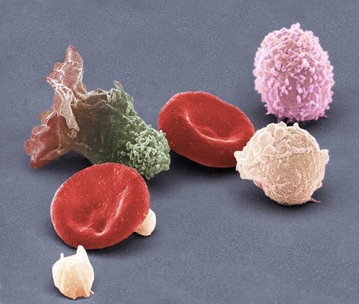 Биолог показал как выглядят ткани человеческого тела, если посмотреть на них с помощью электронного микроскопа клетки, Увеличение, клеток, которые, красный, состоит, тканям, системы, фотографии, видно, ворсинки, ткань, иммунной, Внутри, органам, сперматозоидов, переносят, клетками, могут, вещества