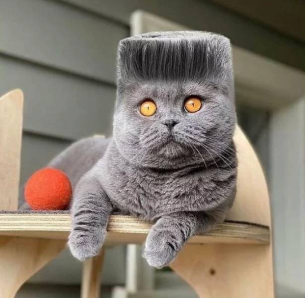 Подборка картинок. Вечерний выпуск Подборка картинок. Вечерний выпуск приколы,смешные картинки,юмор