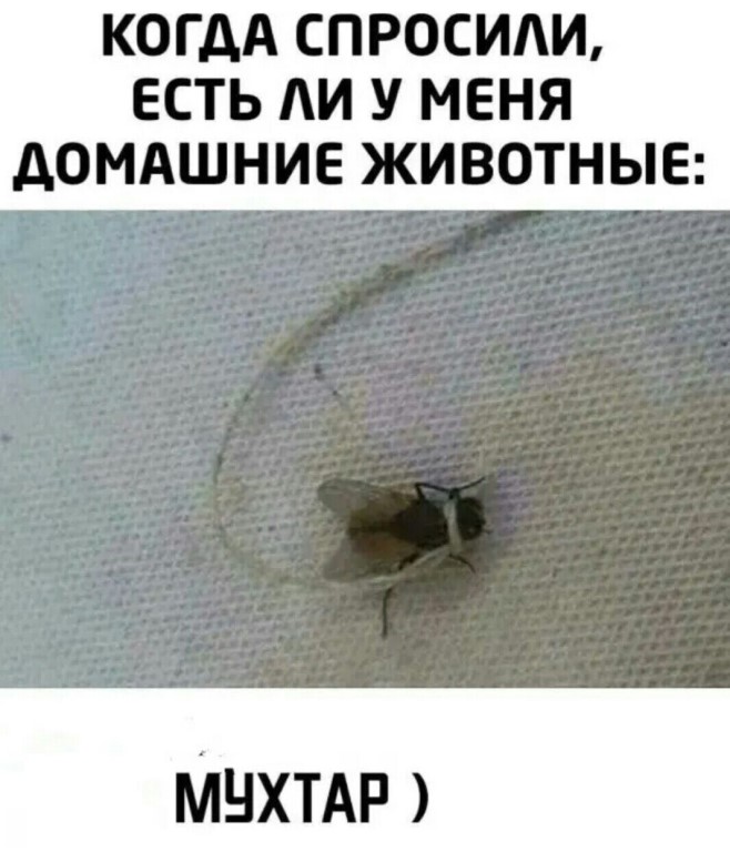 Шутки и юмор который порадует вас 