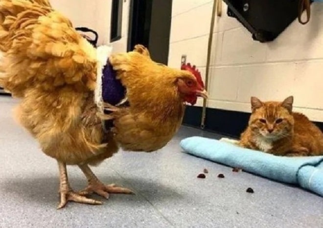 Курица и кот