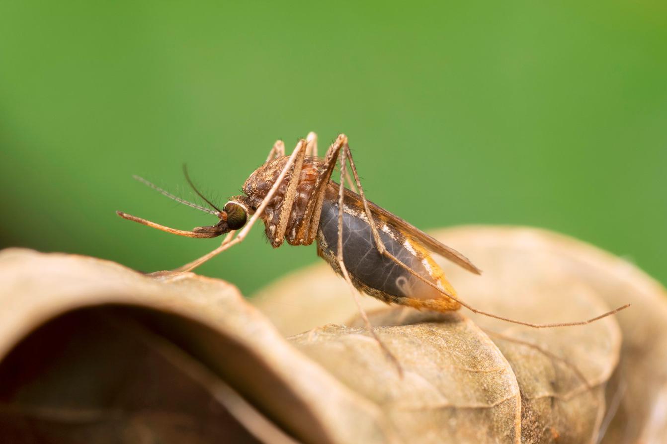 У малярийного комара есть ряд особенностей, которые внешне отличают его от обычных
