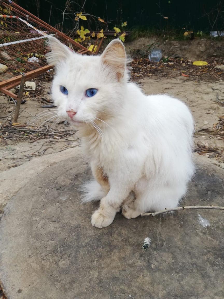 белый кот