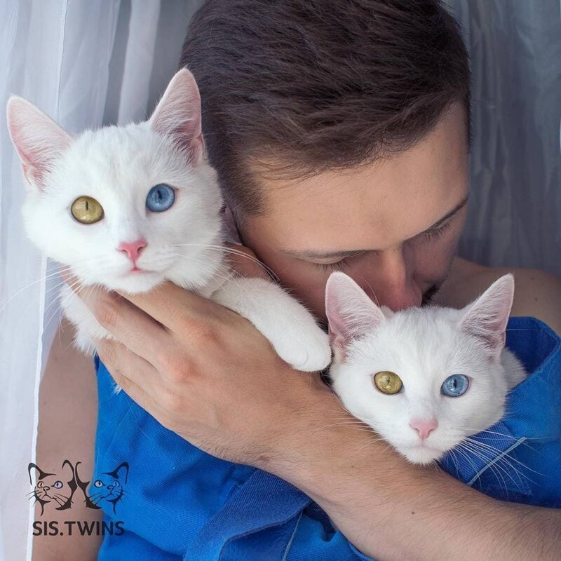  Котят отдавали в добрые руки по объявлению в социальных сетях, так Павел Дягилев нашёл своих питомцев Абисс, Айрис, глаза, кошка, красота, окрас