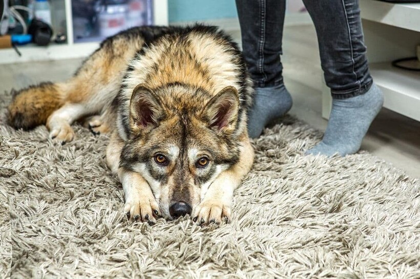 Россиянка взяла из приюта волчонка и одомашнила его
